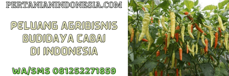 peluang,agribisnis,agrobisnis,budidaya,budidaya cabai